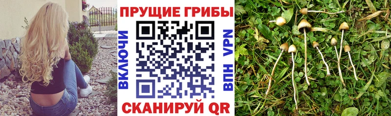 Купить закладки  Иланский  Галлюциногенные грибы Cubensis 